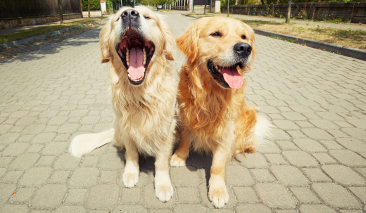 Can Two Male Dogs Live Together ?