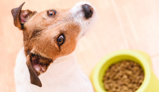 Understanding Why Your Dog Won’t Eat Until You Get Home