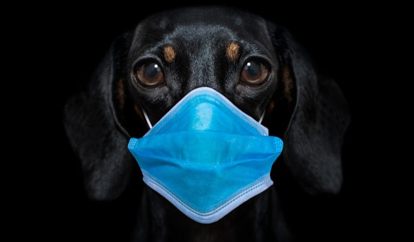 Dangers of Smoke Inhalation in Dogs