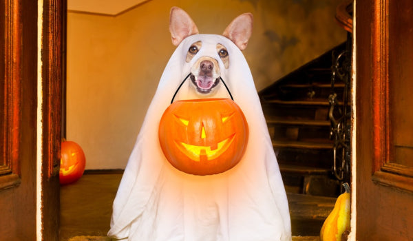 Top 10 Dog Costume Ideas for Halloween