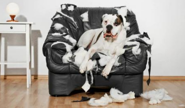How To Stop a Dog from Chewing Up Your Furniture