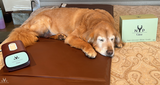 NYP Gina PEMF Device: Golden Retriever dog relaxing on brown PEMF mat, next to the device and its box.