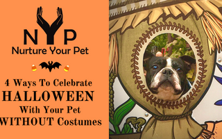 4 Ways to Celebrate Halloween Without a Costume With Your Pets