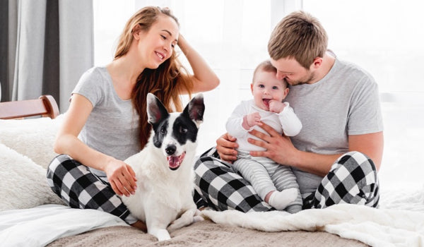 10 ways to spend quality time with your pet at home