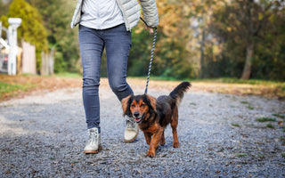 When is it Safe to Start Walking Your Dog After Neutering?