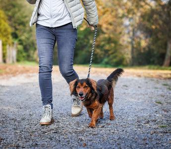 Woman walking her long-haired dachshund on a gravel path.