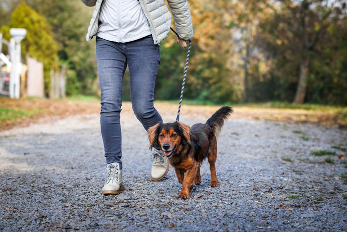 When is it Safe to Start Walking Your Dog After Neutering?