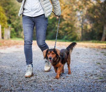 Woman walking her long-haired dachshund on a gravel path.
