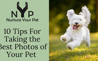 10 Tips For Taking the Best Photos of Your Pet