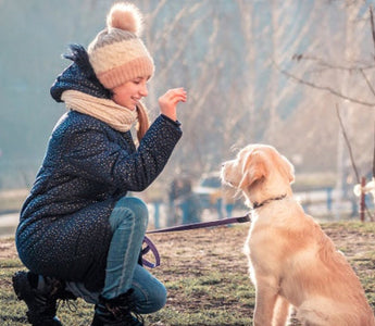 Girl training golden retriever puppy outdoors
