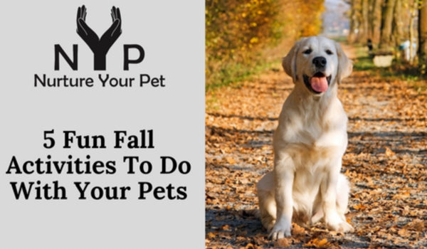 5 Fun Fall Activities To Do With Your Pets