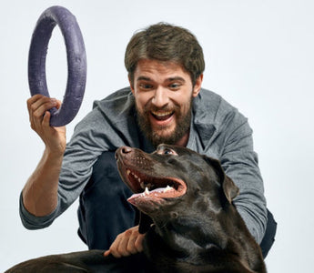Happy man playing with his chocolate Labrador Retriever using a purple ring toy.