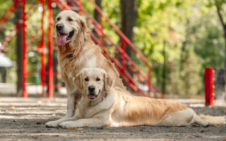 5 Most Popular Dog Breeds in the World