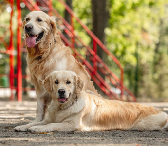 Two Golden Retrievers, one sitting, one lying down, in a park.