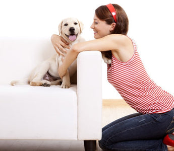 Woman cuddling a Labrador puppy on a white couch
