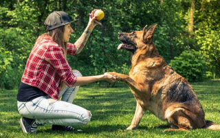 Woman training German Shepherd dog, giving paw