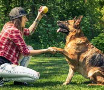 Woman training German Shepherd dog, giving paw