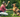 Woman training German Shepherd dog, giving paw