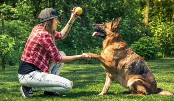 7 Basics of Effective Dog Obedience Training