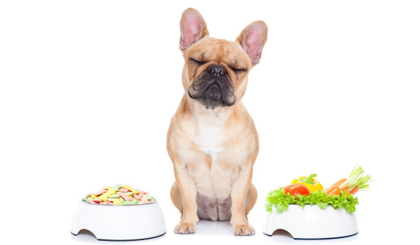 7 Benefits of Fresh Dog Food