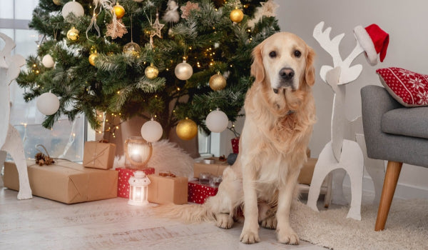7 Christmas Safety Tips for Pets