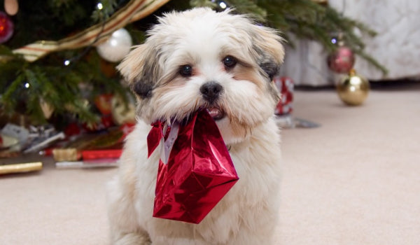 7 Perfect Gift Ideas for Pet Owners