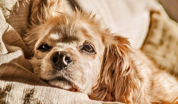 Do dogs get bored if left alone all day ?