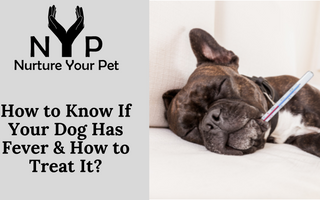 How to Know If Your Dog Has Fever & How to Treat It?