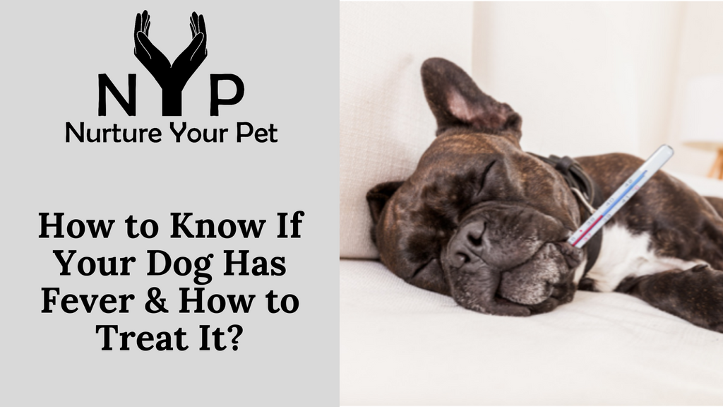 How to Know If Your Dog Has Fever & How to Treat It?