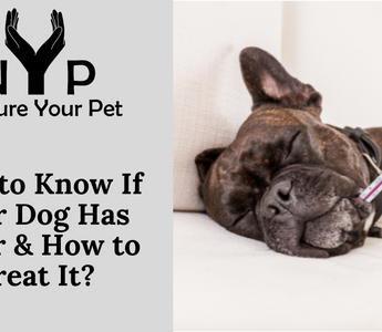 Sick dog with thermometer in mouth; how to treat dog fever
