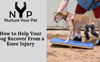 How to Help Your Dog Recover from a Knee Injury
