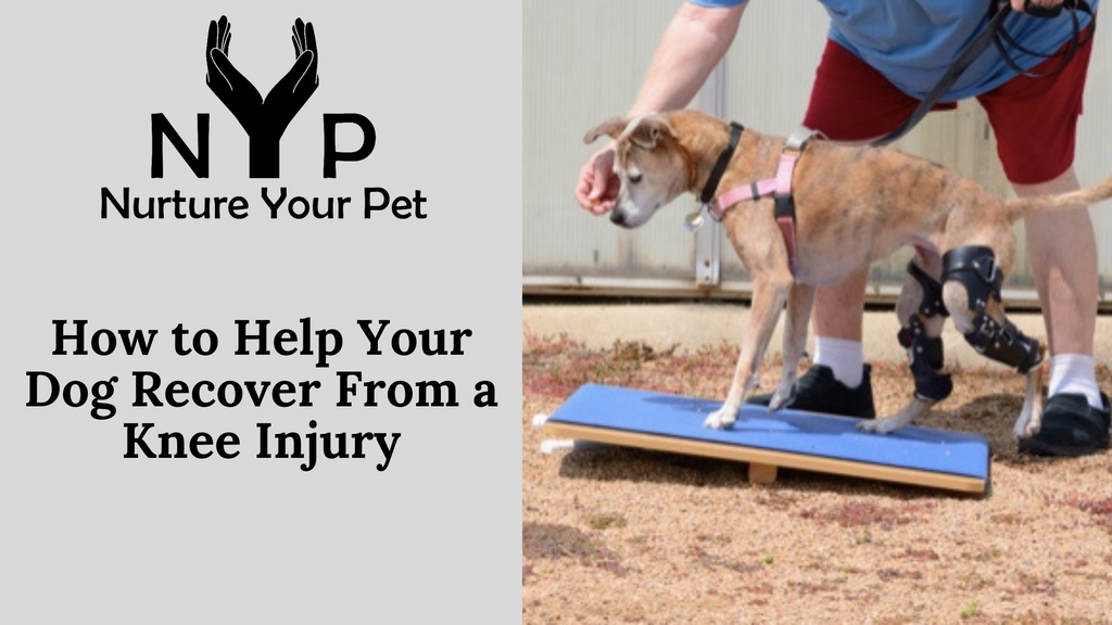 How to Help Your Dog Recover from a Knee Injury