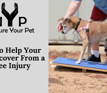 Dog wearing knee braces walks on a balance board with owner's assistance.  Dog knee injury recovery.