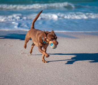 Brown dog running on beach with ball, supporting active performance.