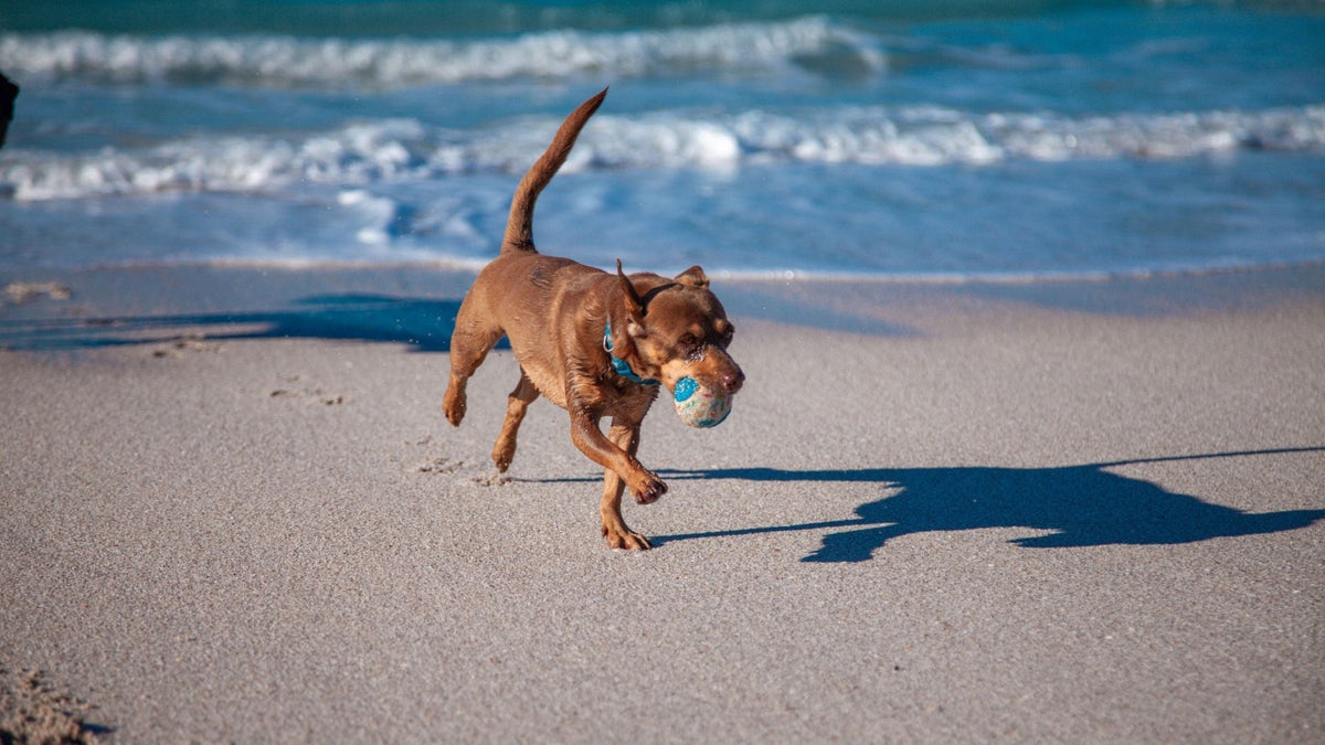 PEMF for Active and Sporting Dogs: Supporting Everyday Performance