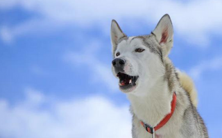 Aggression in Dogs: How to Stop a Dog from Being Aggressive