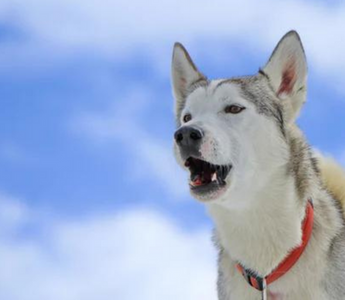 Alaskan Husky dog howling at a bright blue sky