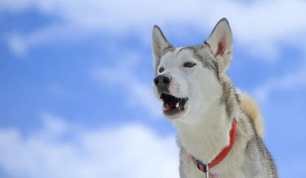 Aggression in Dogs: How to Stop a Dog from Being Aggressive