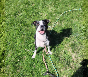 A happy black and white dog on a leash in the grass, embodying the spirit of Alice's Journey.