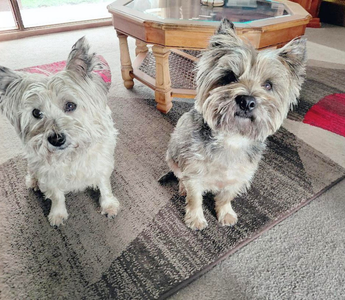 Archie and Sassy: The Inseparable Cairn Terrier Duo Who Stole Everyone's Hearts