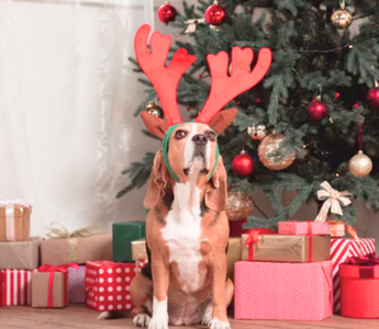 Are Christmas Trees Poisonous to Pets? Hazards to Watch For