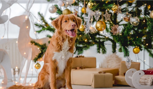 Are Christmas Trees Poisonous to Pets?