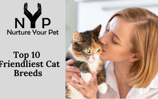 Woman cuddling a calico cat; Top 10 Friendliest Cat Breeds