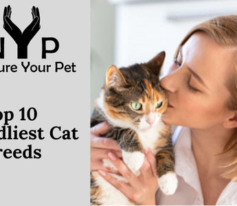Woman cuddling a calico cat; Top 10 Friendliest Cat Breeds