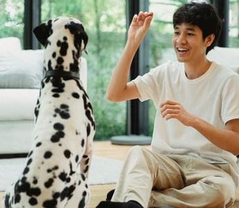 Why Dog Routine Matters: Understanding The Comfort of Predictability