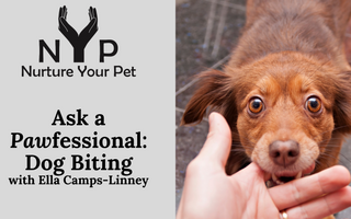 Ask a Pawfessional: Dog Biting
