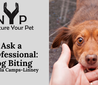 Ask a Pawfessional: Dog Biting