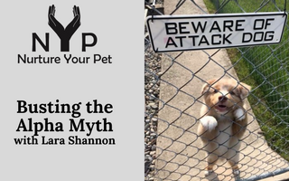 Busting the Alpha Myth with Lara Shannon