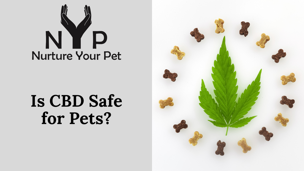 Is CBD Safe for Pets?
