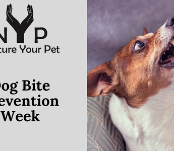 Aggressive dog baring teeth; Dog Bite Prevention Week